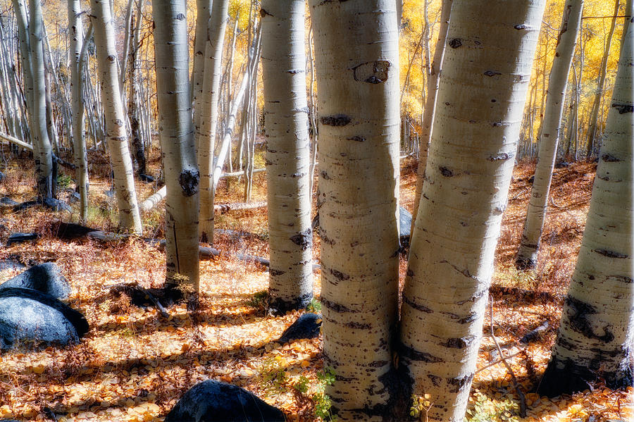 Among the Aspens #5 Photograph by Douglas Pulsipher