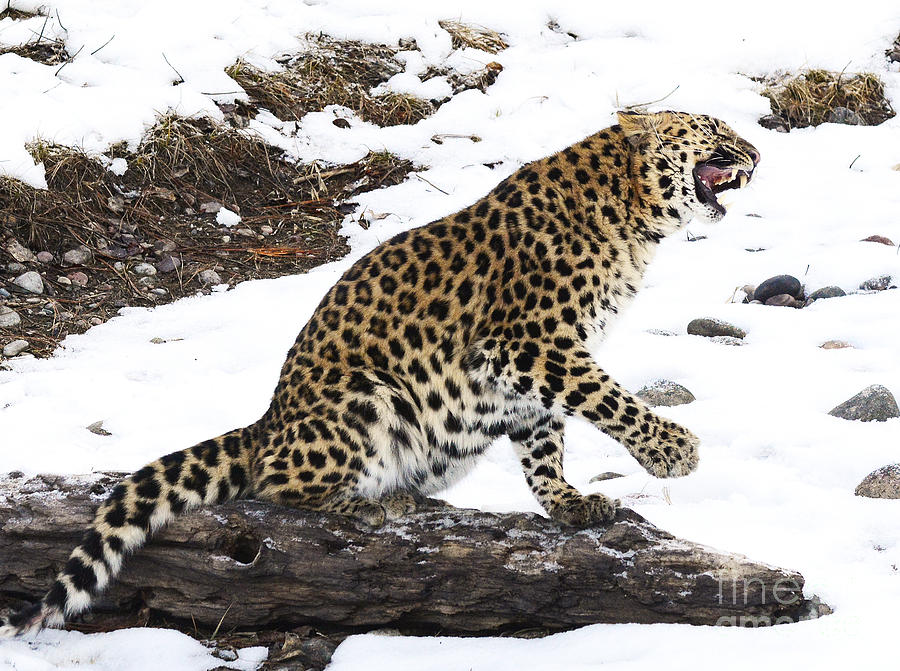 Amur Leopard  Photograph by Dennis Hammer