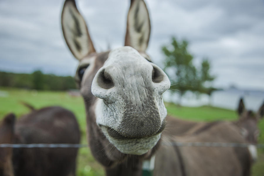 Animal Personalities Friendly Quirky Donkey Face Close Up Photograph by Jani Bryson