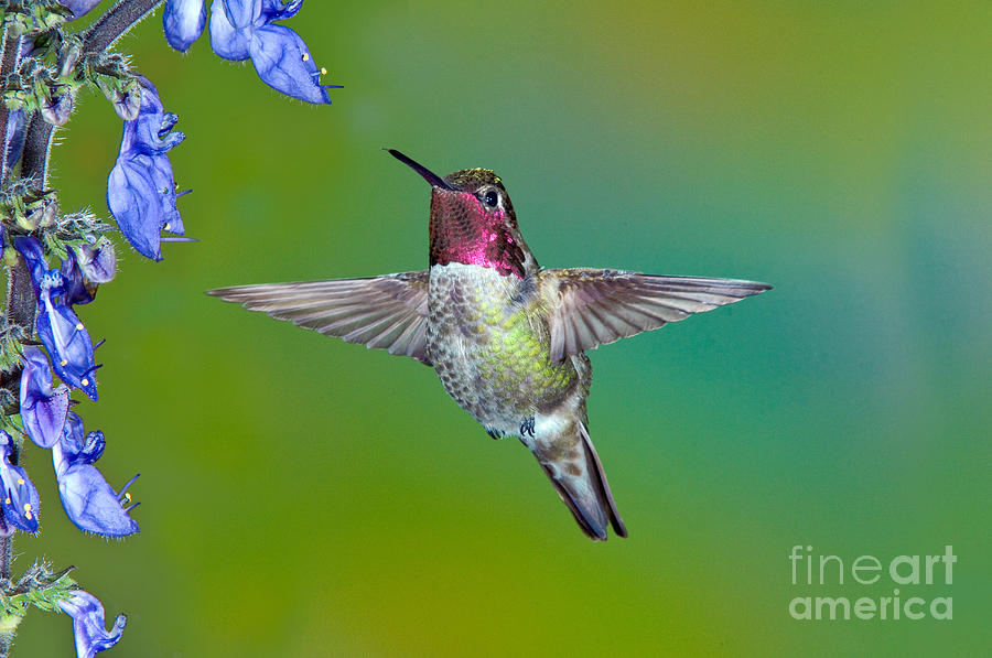 Annas Hummingbird #5 Photograph by Anthony Mercieca