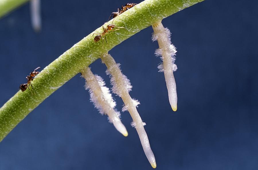 Ant Photograph - Ant symbiosis #5 by Science Photo Library