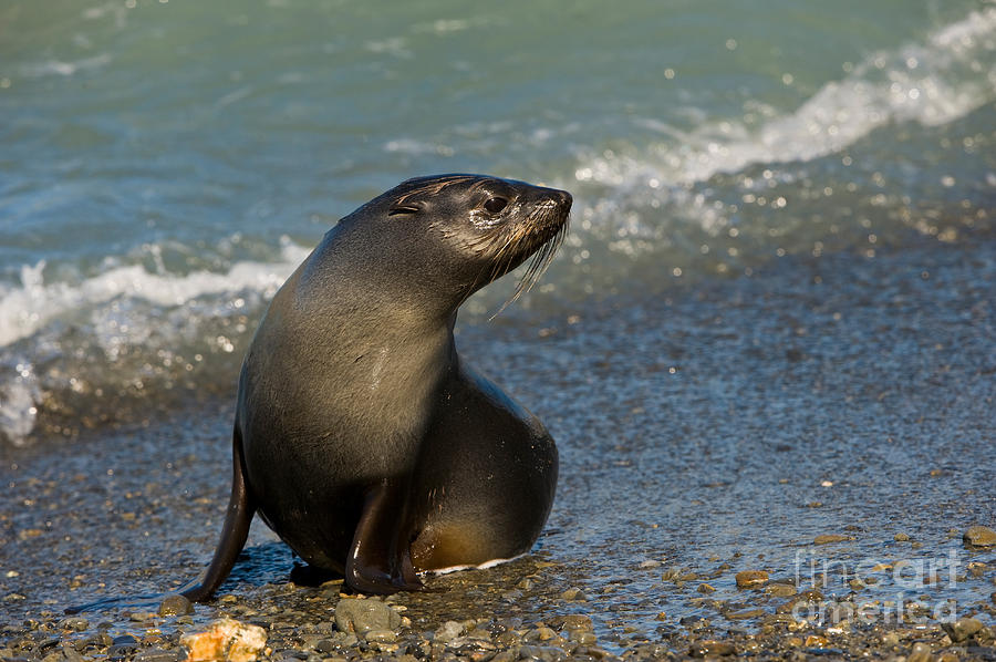 Antarctic Fur Seal #5 Photograph by John Shaw