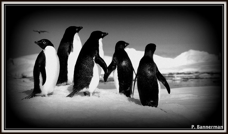 Antarctica #5 Photograph by Paul James Bannerman