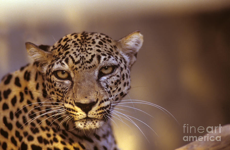 Arabian leopard Panthera pardus #5 Photograph by Eyal Bartov
