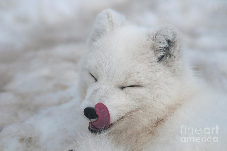 Nature Photograph - Arctic Fox #5 by Mark Newman