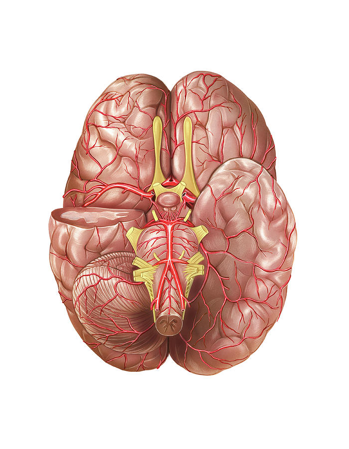 Arterial System Of The Brain #5 Photograph by Asklepios Medical Atlas ...