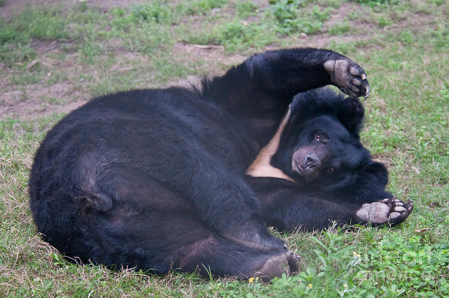 Asian Black Bear Photograph by Mark Newman
