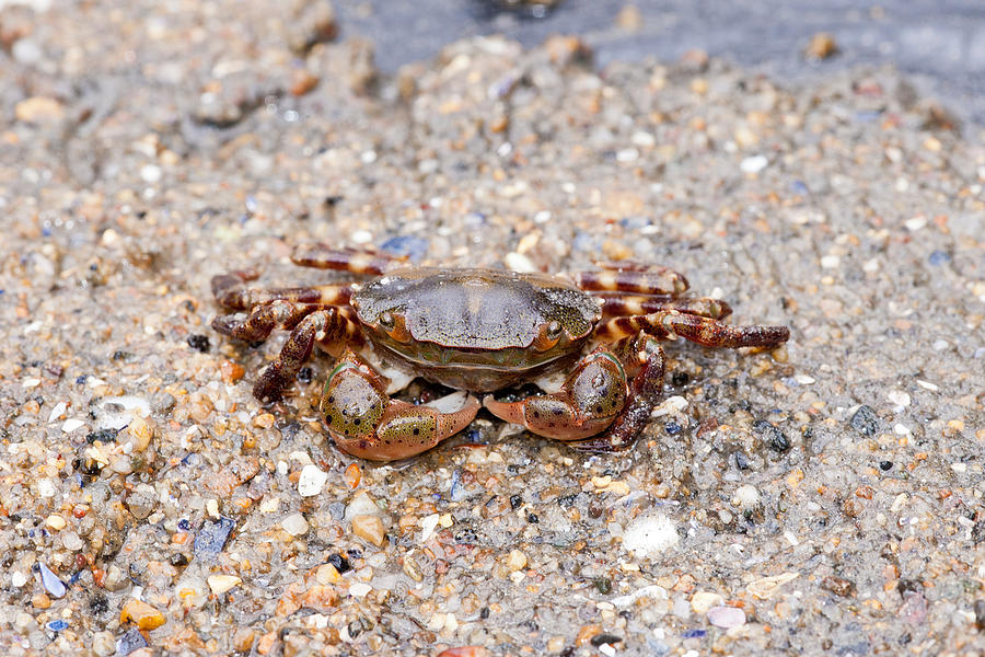 Asian Shore Crab #5 Photograph by Andrew J. Martinez