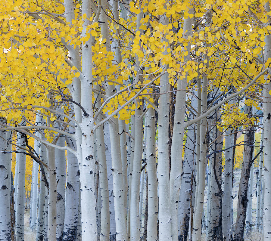 Nature Photograph - Aspen Trees In A Forest, Boulder #5 by Panoramic Images