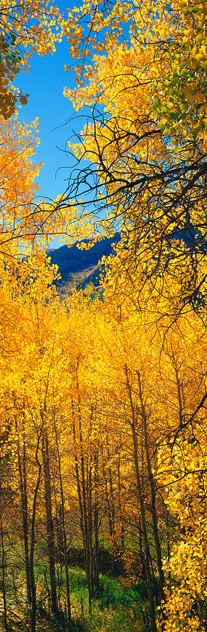 Fall Photograph - Aspen Trees In Autumn, Colorado, Usa #5 by Panoramic Images