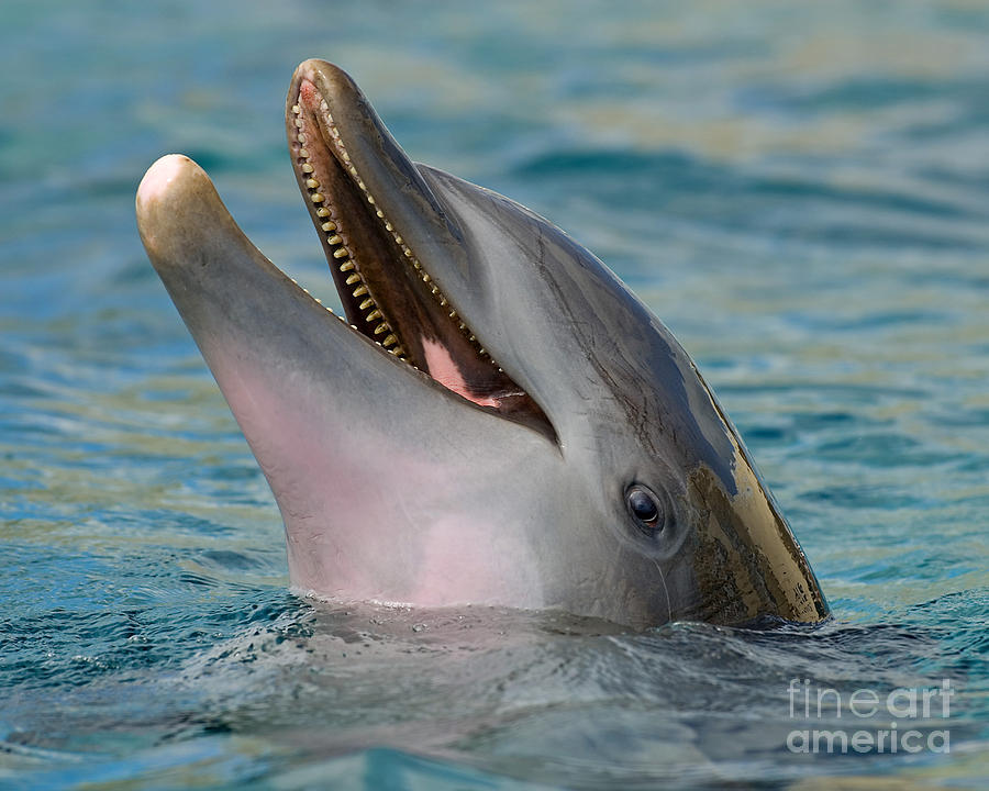 Atlantic Bottlenose Dolphin #5 Photograph by Millard H. Sharp