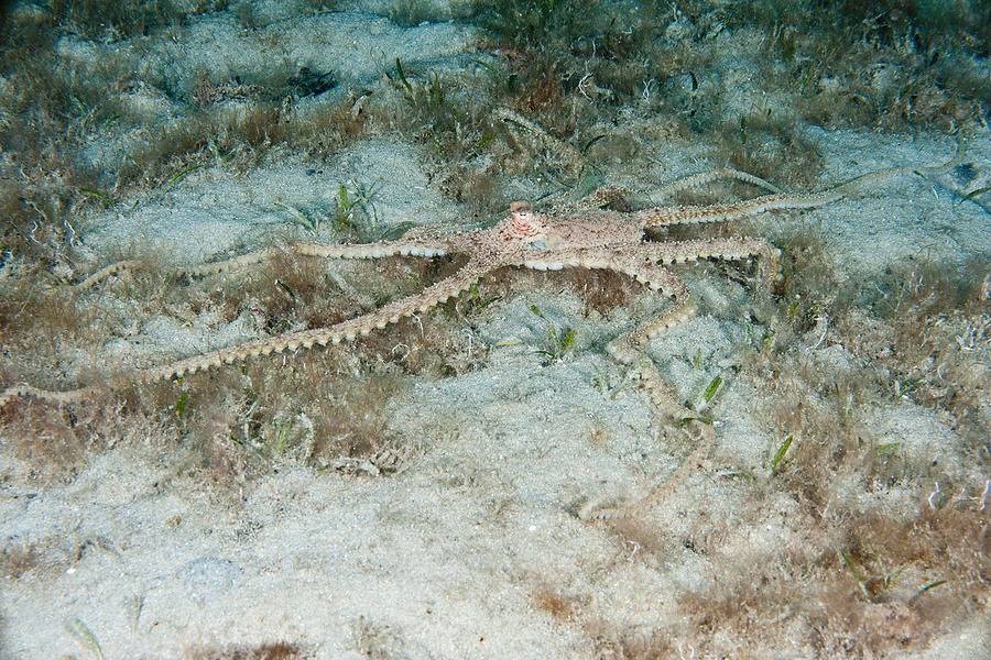 Atlantic Longarm Octopus #5 Photograph by Andrew J. Martinez