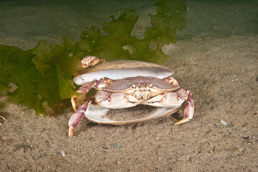 Atlantic Rock Crab #5 Photograph by Andrew J. Martinez