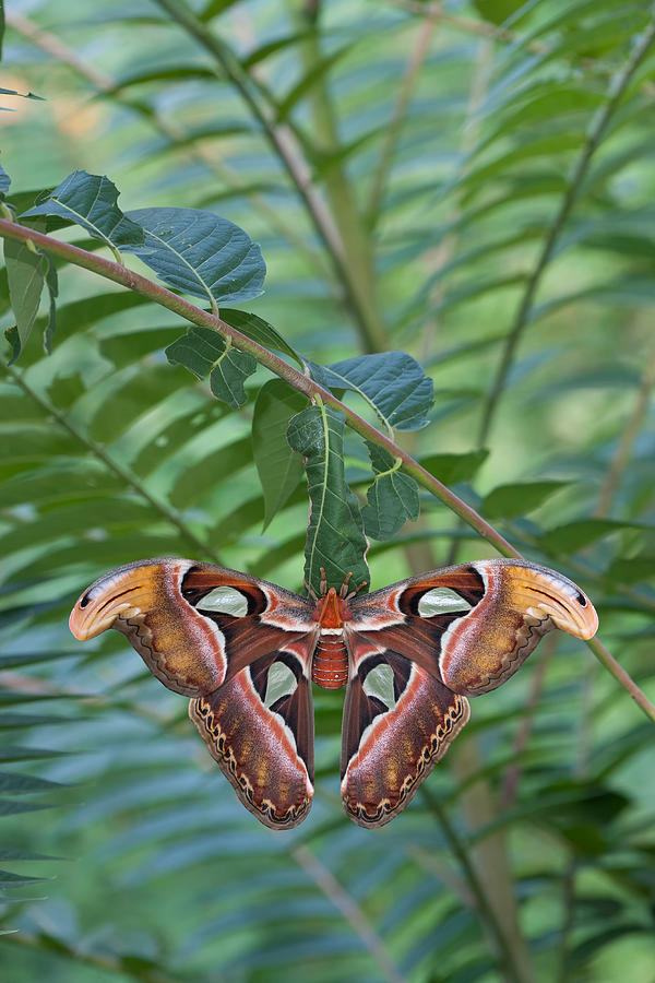 Atlas Moth #5 Photograph by Jeffrey Lepore