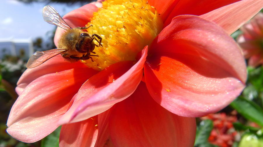 Australia Photograph - Australia - The Bees #38 by Jeffrey Shaw
