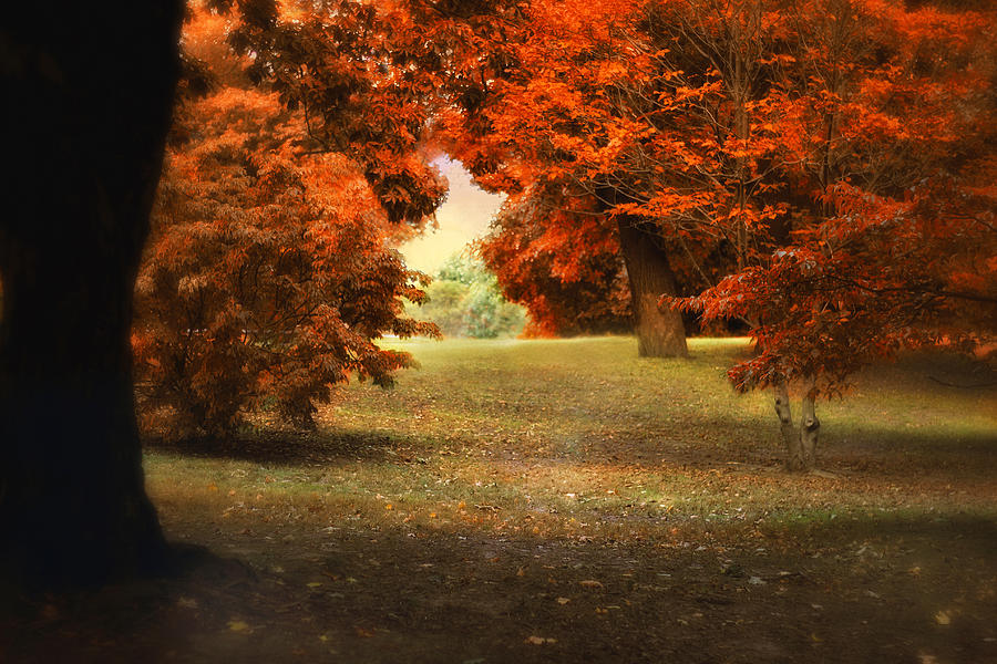 Tree Photograph - Autumn Ablaze #5 by Jessica Jenney