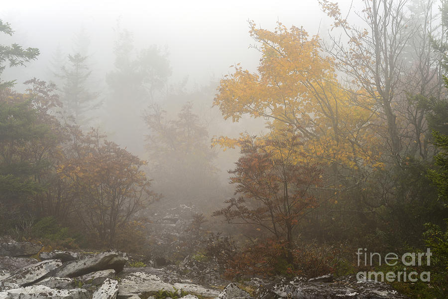 Autumn Fog Dolly Sods #5 Photograph by Thomas R Fletcher