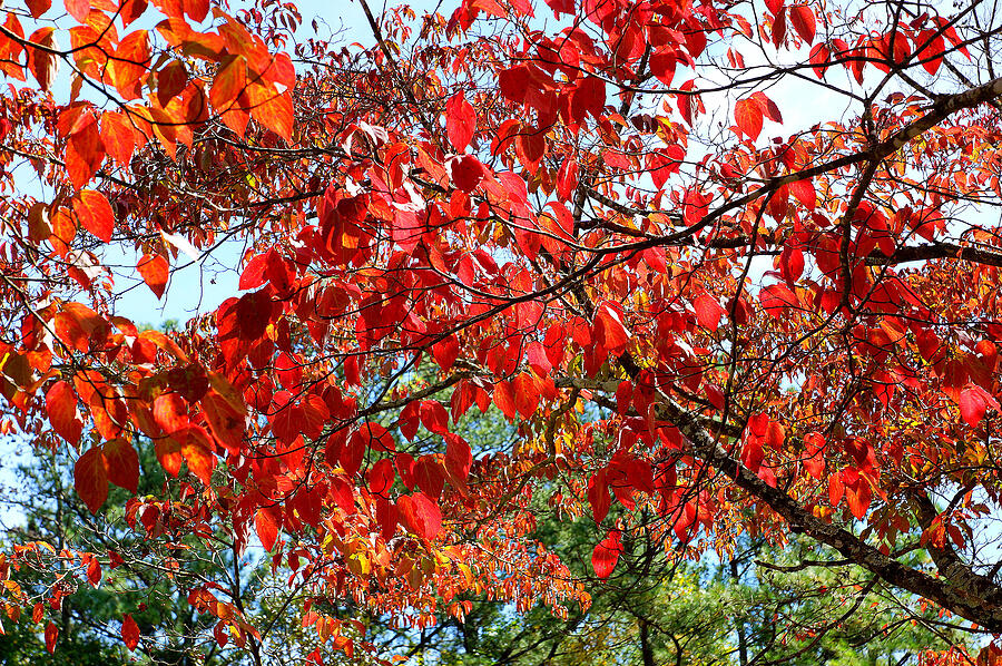 Autumn Leaves #5 Photograph by Rafael Salazar