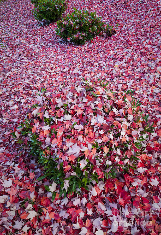Autumn Maple Leaves #5 Photograph by John Shaw