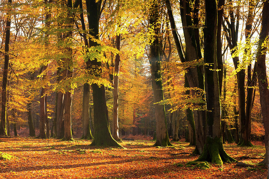 Autumn Woods #5 Photograph by Jeremy Walker