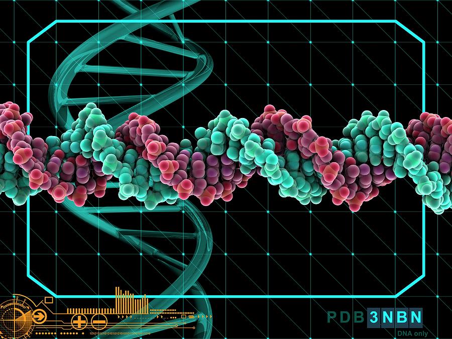 B-dna Molecule Photograph By Laguna Design/science Photo Library