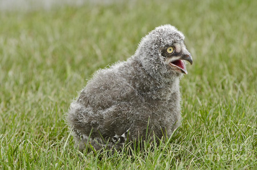 Baby Snowy Owl #3 Photograph by JT Lewis