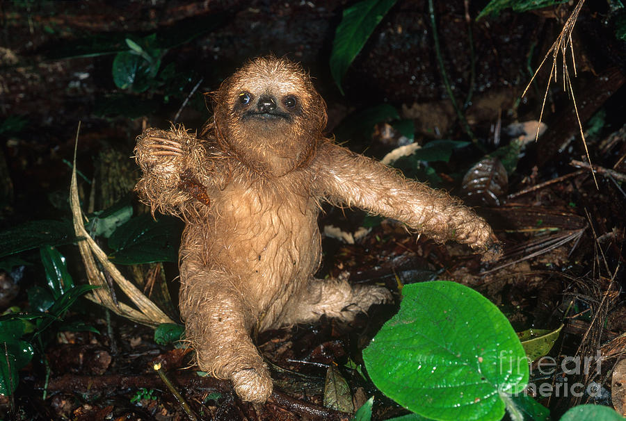 Animal Photograph - Baby Three-toed Sloth #5 by Gregory G. Dimijian, M.D.