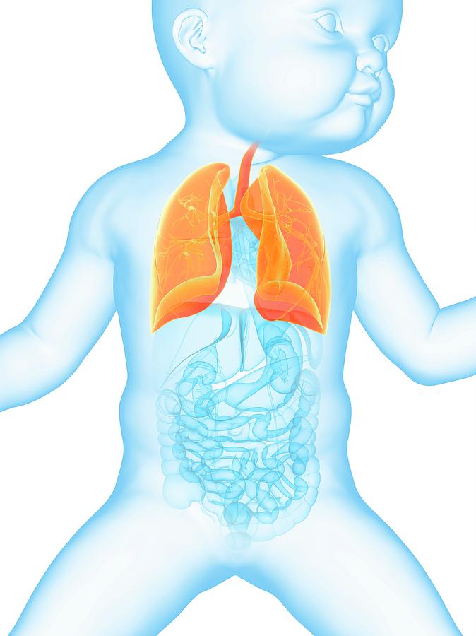 When Is Babies Lungs Fully Developed?