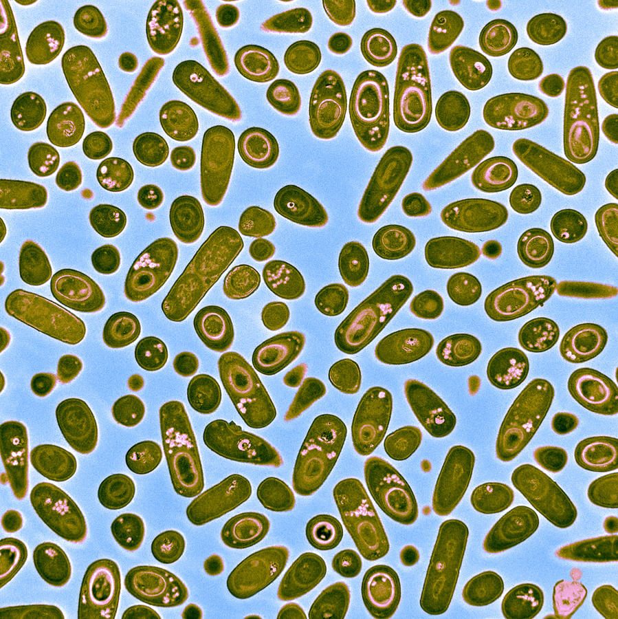 Bacillus Subtilis Tem #5 Photograph by Science Source