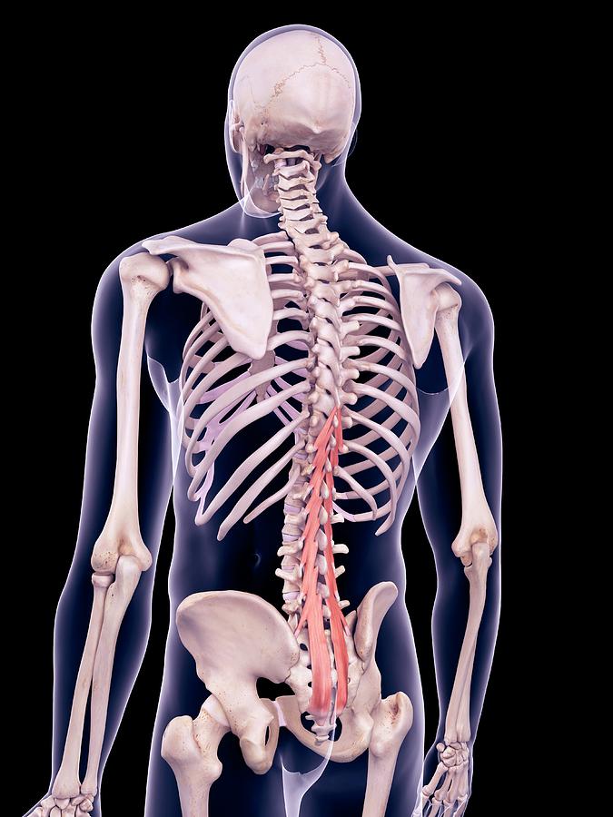 Back Muscles #5 by Sebastian Kaulitzki/science Photo Library