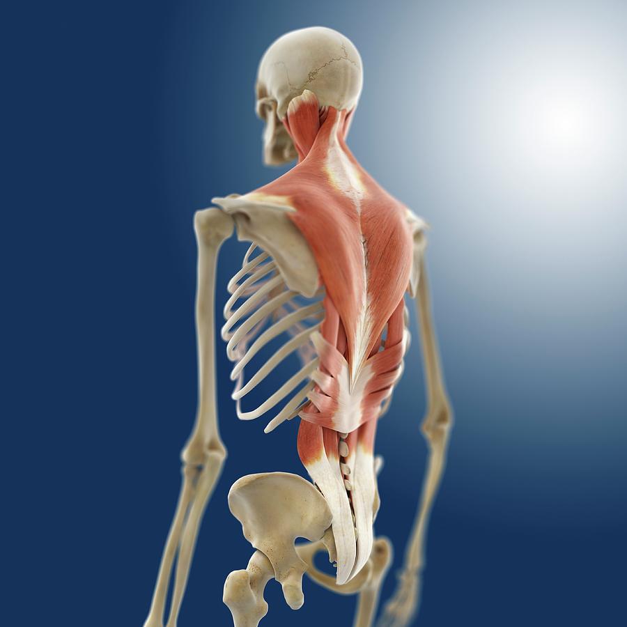 Skeleton Photograph - Back Muscles #5 by Springer Medizin/science Photo Library