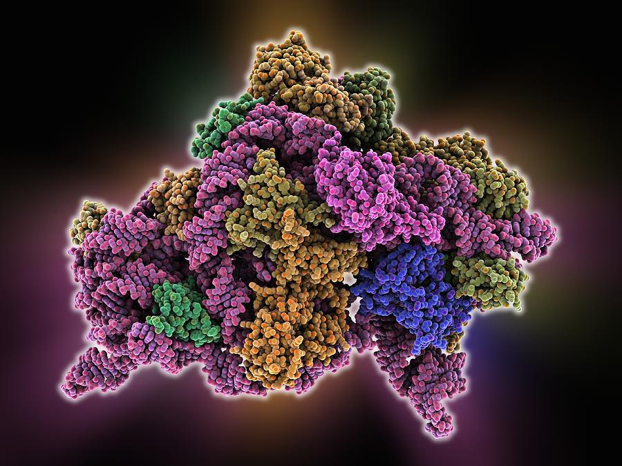 Bacterial ribosome, molecular model Photograph by Science