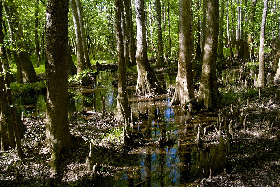 Bald Cypress Swamp #5 Photograph by Kenneth Murray