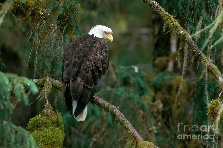Bald Eagle #5 Photograph by Art Wolfe