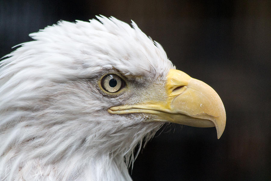 Feather Photograph - Bald Eagle #5 by Gaurav Singh