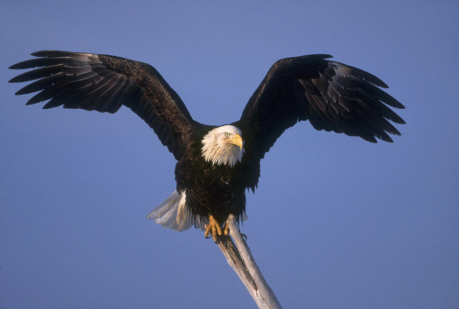 Bald Eagle #5 Photograph by Jeffrey Lepore