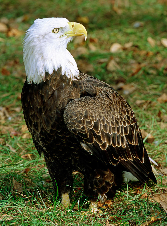 Bald Eagle #5 Photograph by Millard H. Sharp