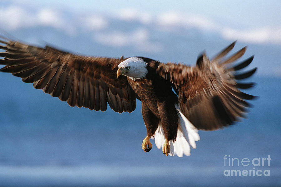 Bald Eagle #5 Photograph by Ron Sanford