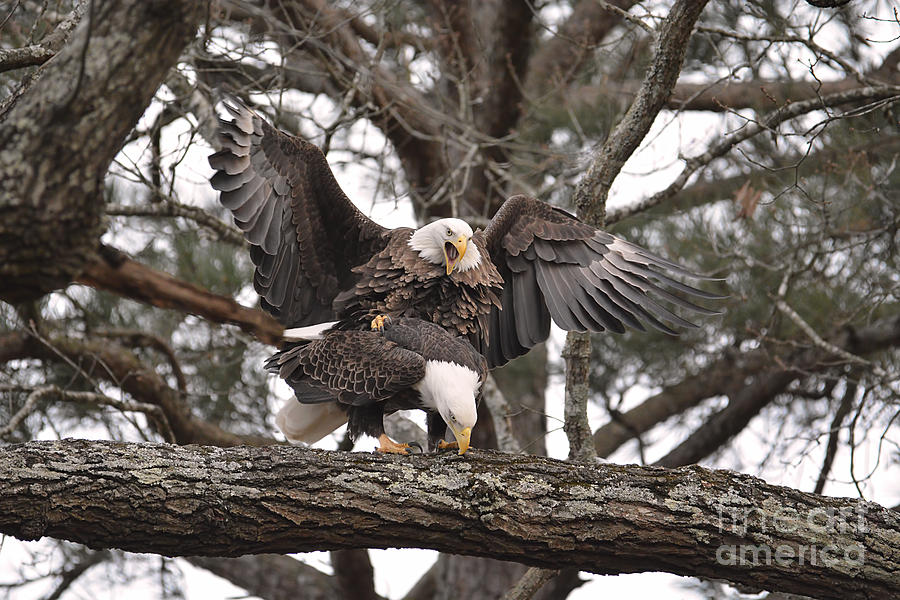Bald Eagles Mating in Shiloh Tennessee #5 Photograph by Jai Johnson