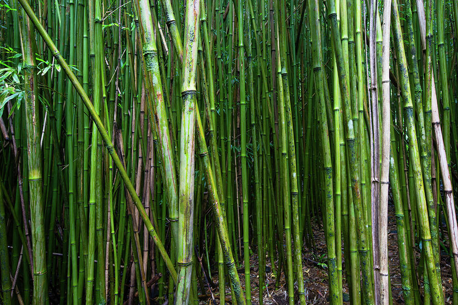 Bamboo Trees, Maui, Hawaii, Usa #5 Photograph by Panoramic Images