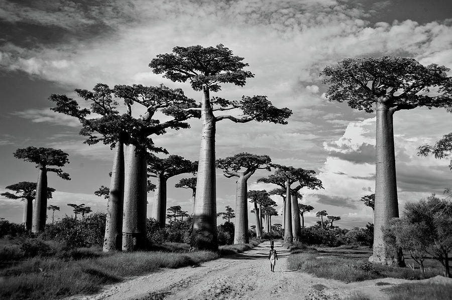 Black And White Photograph - Baobab Trees Adansonia Digitata #5 by Panoramic Images
