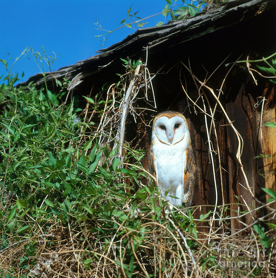 Barn Owl #5 Photograph by Hans Reinhard