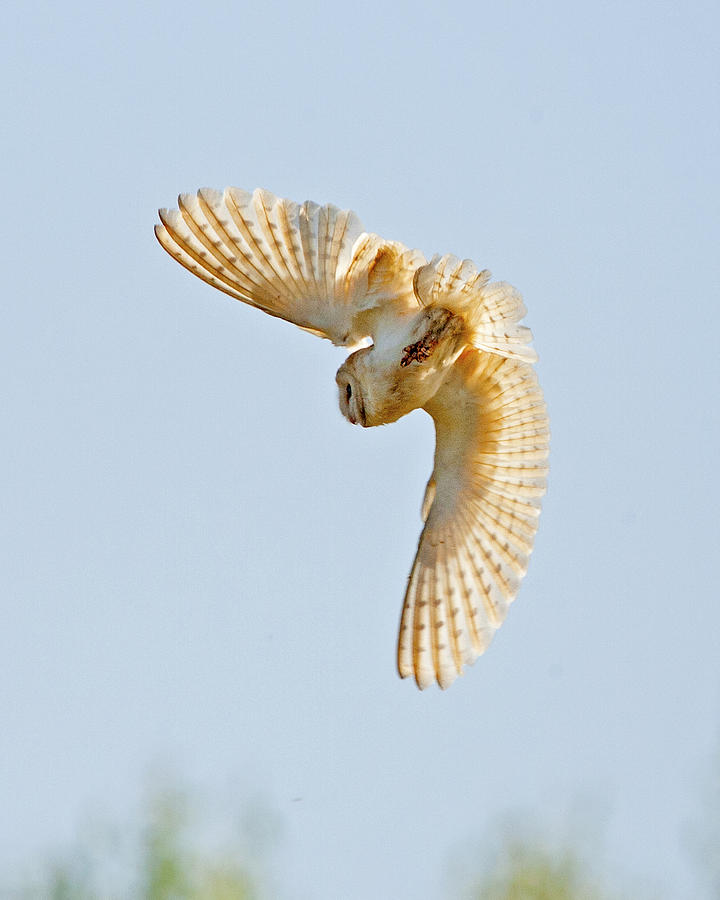 Barn Owl #5 Photograph by Paul Scoullar