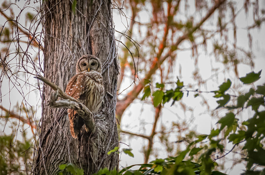 Barred Owl #5 Photograph by Bill Martin