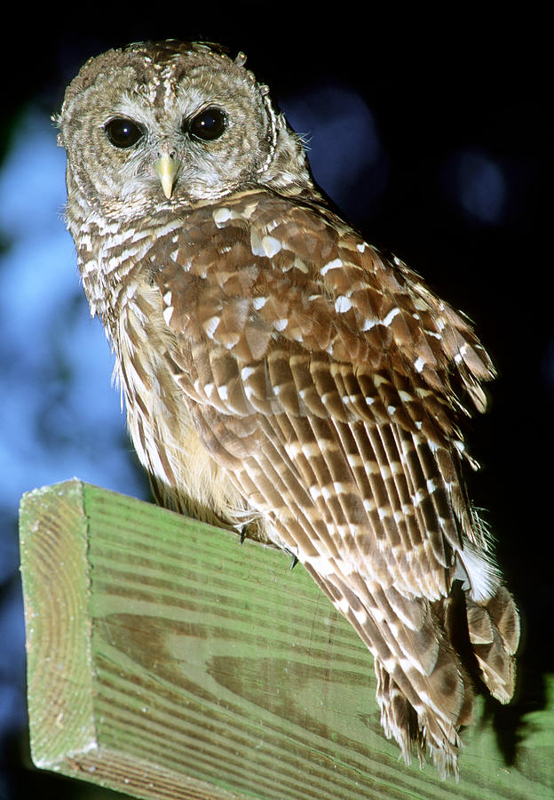 Barred Owl #5 Photograph by Millard H. Sharp
