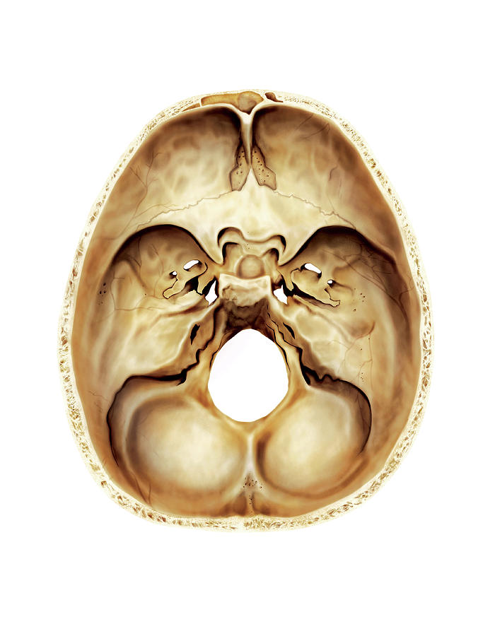 Base Of The Cranium Photograph By Asklepios Medical Atlas Fine Art My Xxx Hot Girl 6855