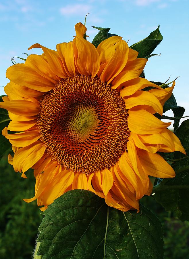 Sunflower Photograph - Basking in the Sun #5 by Bruce Bley