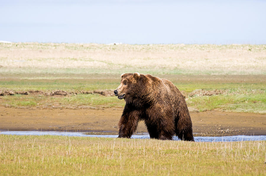 Bear in Hallo Bay in Katmai National Park Alaska #5 Photograph by Natasha Bishop
