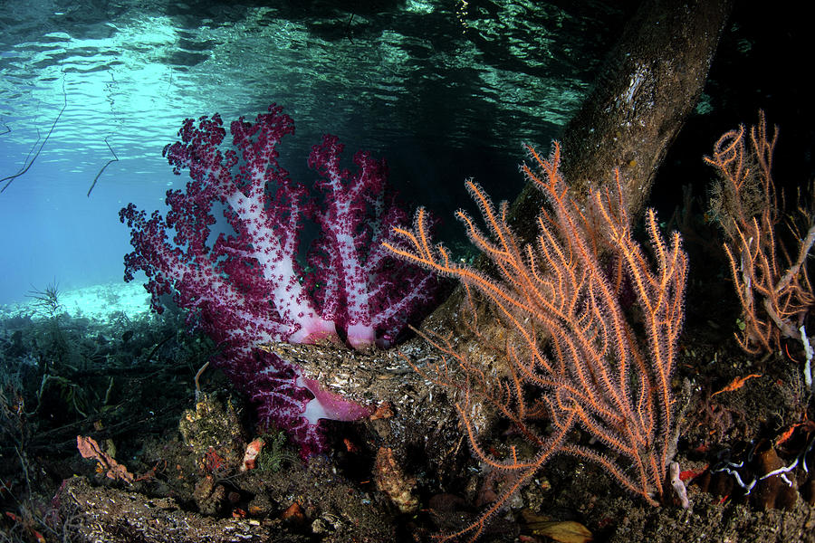 Beautiful Soft Corals Grow On The Edge #5 Photograph by Ethan Daniels
