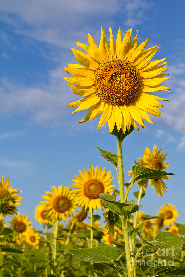 Beautiful sunflower #5 Photograph by Tosporn Preede